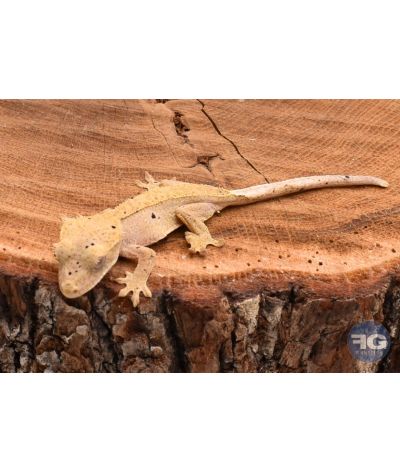 Correlophus ciliatus Cream Dalmatien non sexé