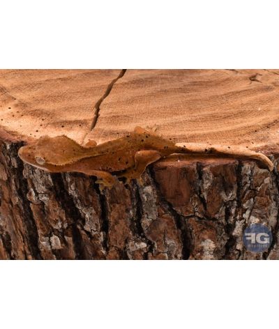 Correlophus ciliatus Red Dalmatien non sexé