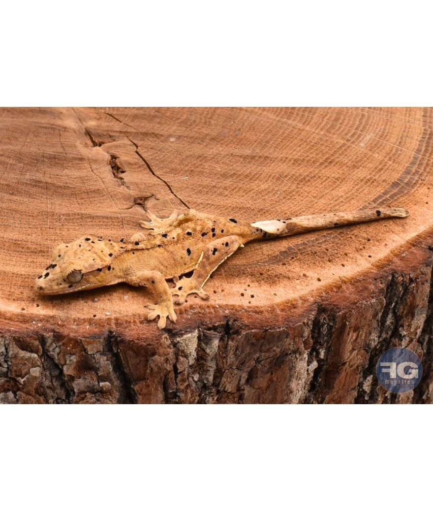 Correlophus ciliatus Yellow Tiger Dalmatien non sexé