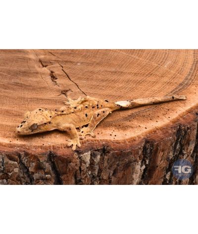 Correlophus ciliatus Yellow Tiger Dalmatien non sexé