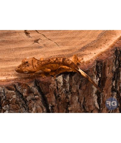 Correlophus ciliatus Yellow Tiger Dalmatien non sexé