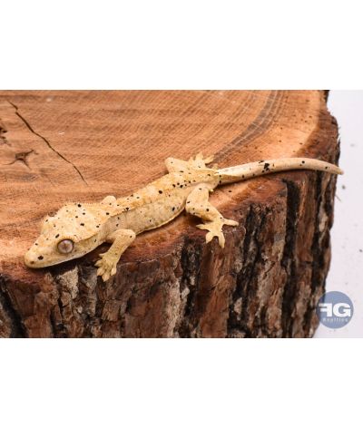 Correlophus ciliatus Yellow Tiger Dalmatien non sexé