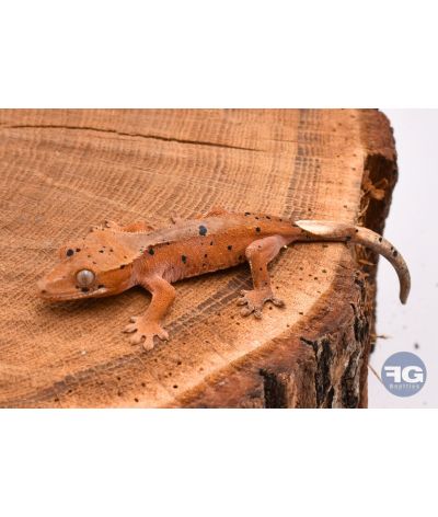 Correlophus ciliatus Red Dalmatien non sexé