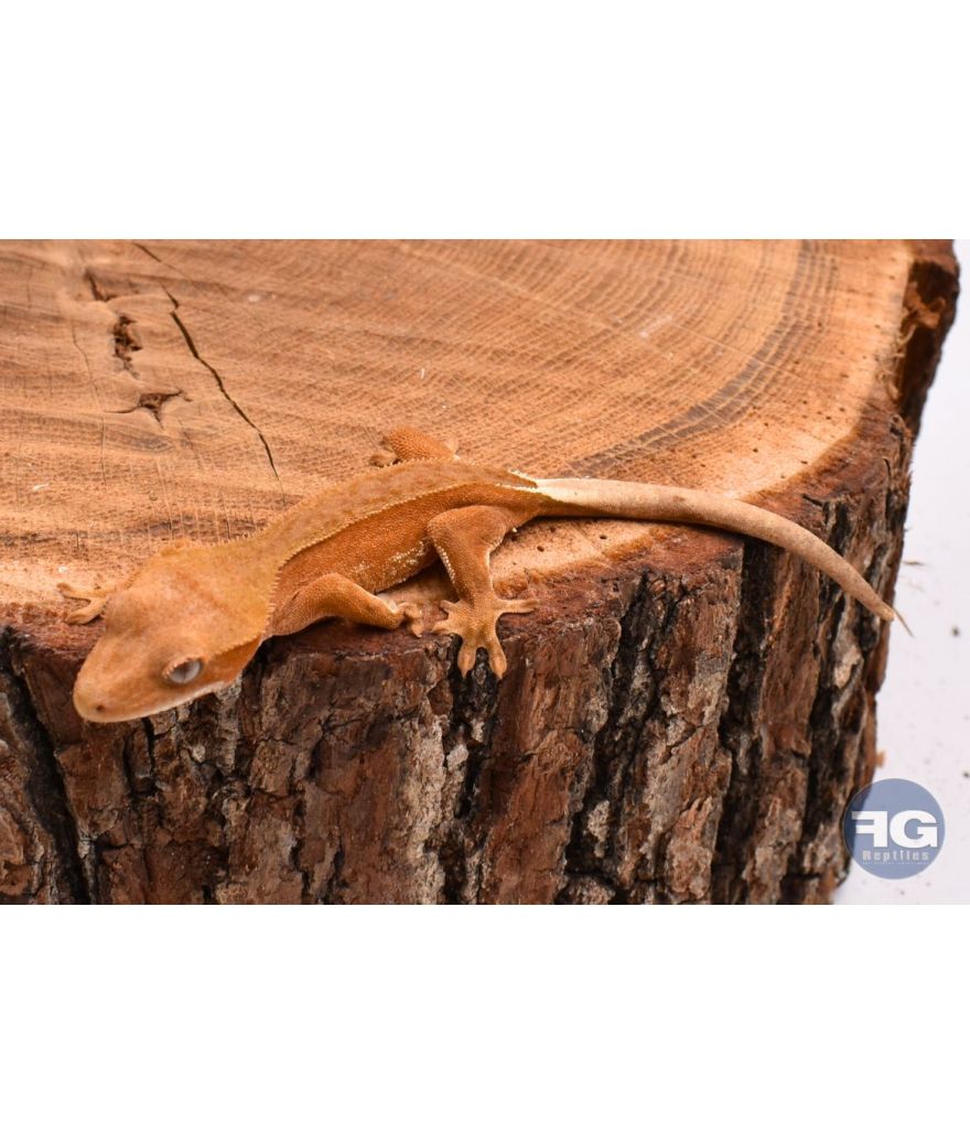 Correlophus ciliatus Red phantom non sexé