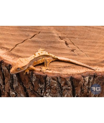 Correlophus ciliatus Orange Harlequin non sexé