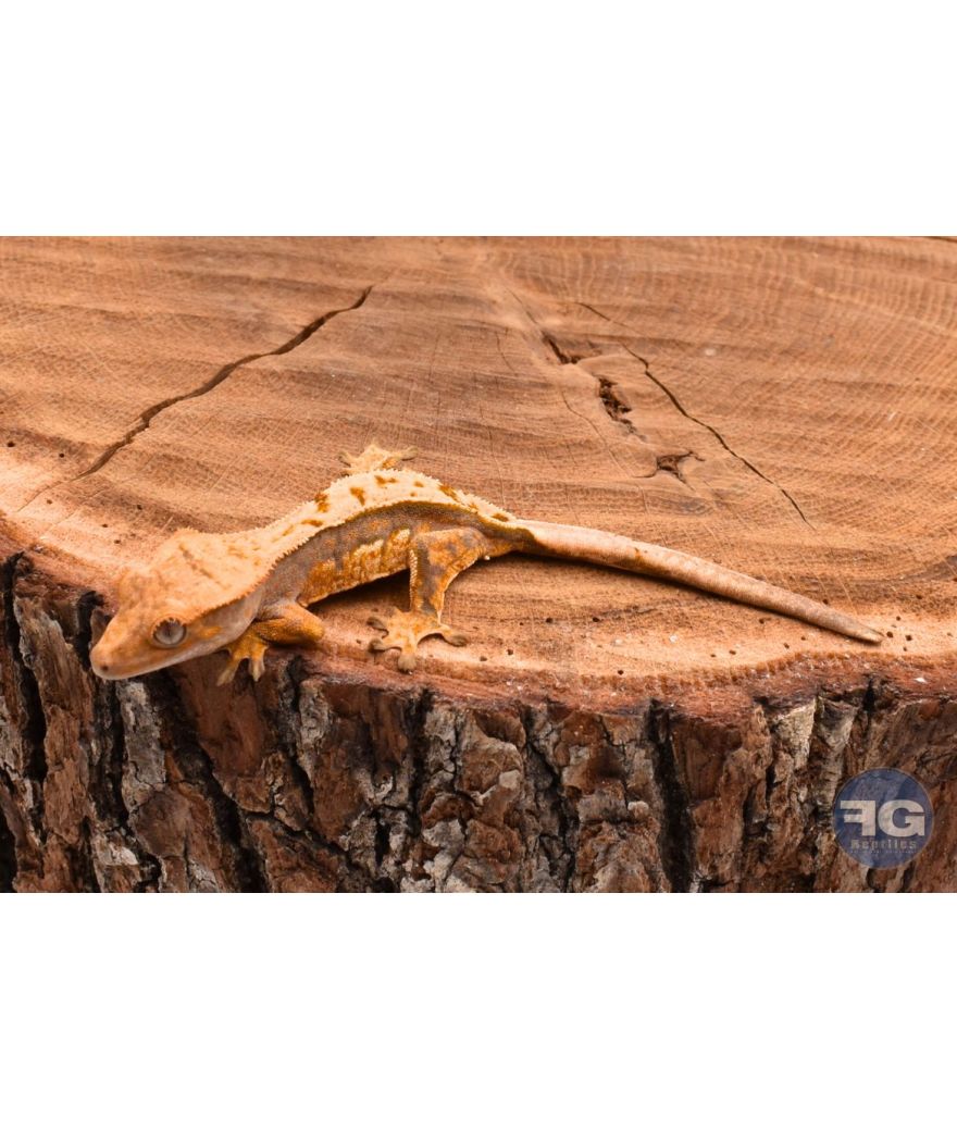 Correlophus ciliatus Orange Harlequin non sexé