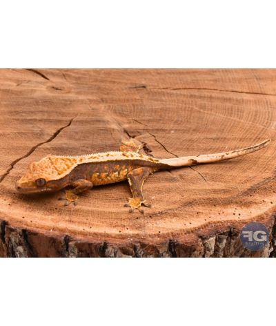 Correlophus ciliatus Harlequin Pinstripe non sexé