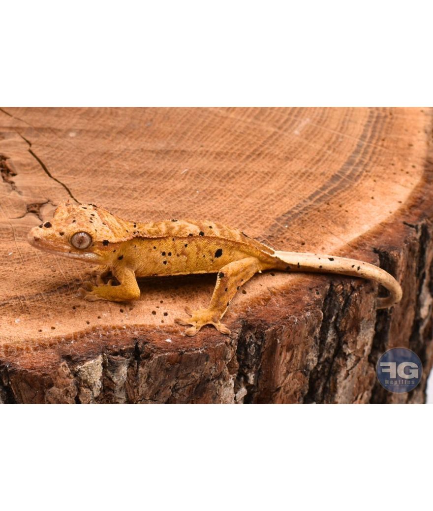 Correlophus ciliatus Yellow Tiger Dalmatien non sexé