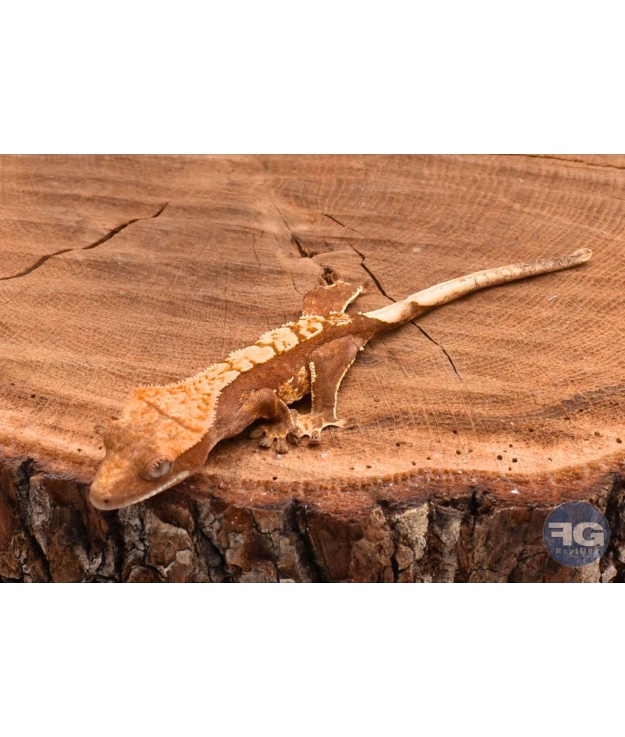 Correlophus ciliatus Harlequin non sexé