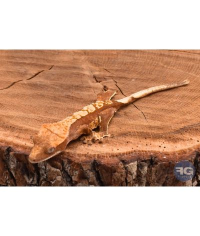 Correlophus ciliatus Harlequin non sexé