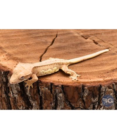 Correlophus ciliatus Cream Lilly White non sexé