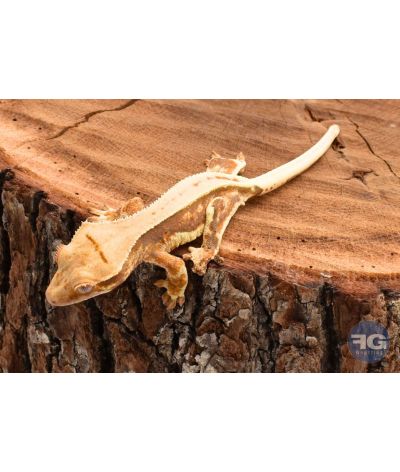 Correlophus ciliatus Tricolor Lilly White non sexé