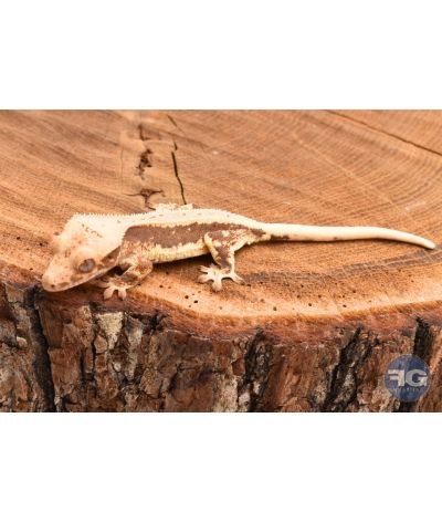 Correlophus ciliatus Lilly White non sexé