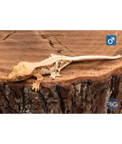 Correlophus ciliatus Extreme Lilly White Mâle