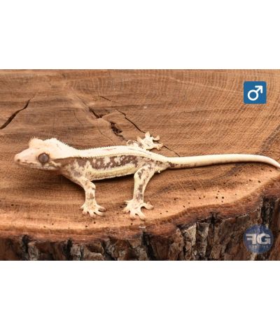 Correlophus ciliatus Extreme Lilly White Mâle