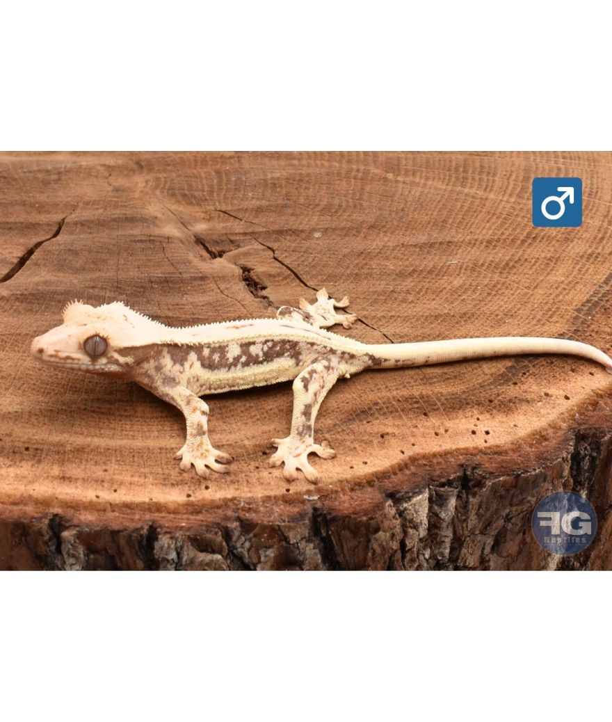 Correlophus ciliatus Extreme Lilly White Mâle