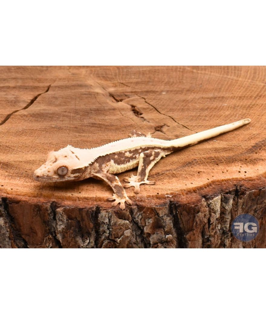 Correlophus ciliatus Lilly White non sexé