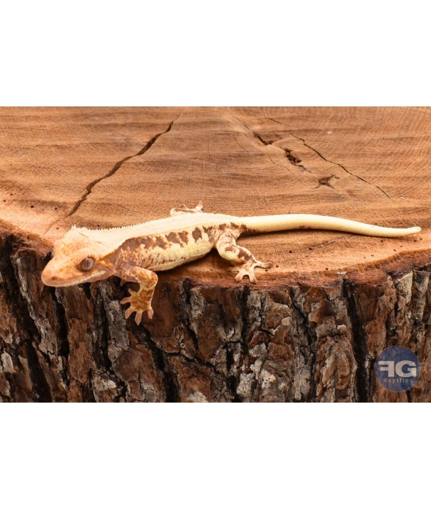 Correlophus ciliatus Extreme Lilly White non sexé