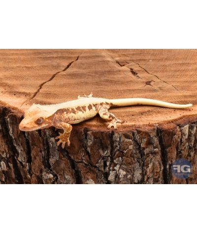 Correlophus ciliatus Extreme Lilly White non sexé