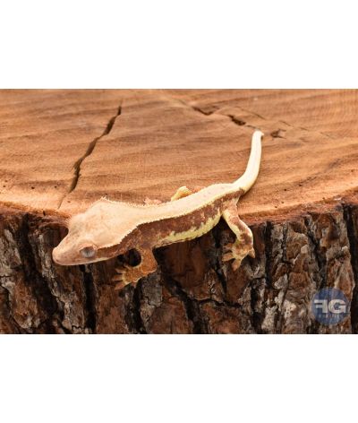 Correlophus ciliatus Tricolor Lilly White non sexé