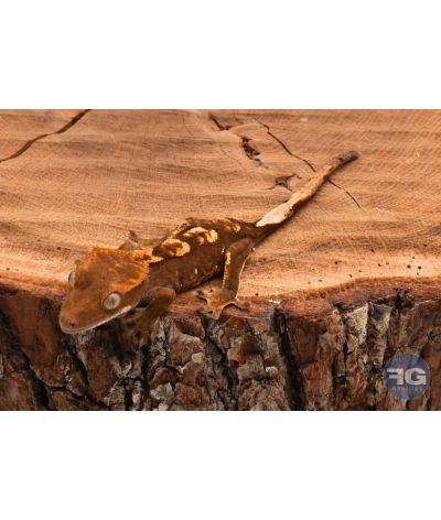 Correlophus ciliatus Harlequin non sexé