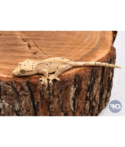 Correlophus ciliatus Yellow Tiger Dalmatien non sexé