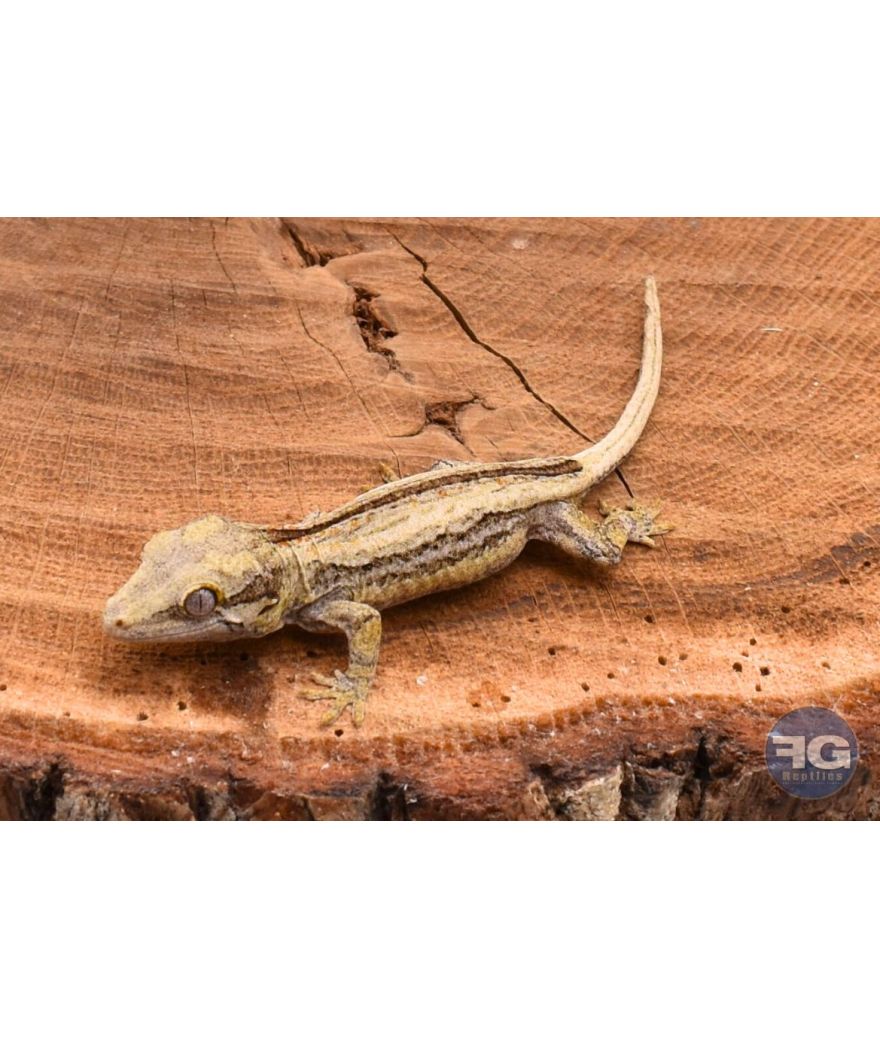 Rhacodactylus auriculatus Black Stripe non sexé