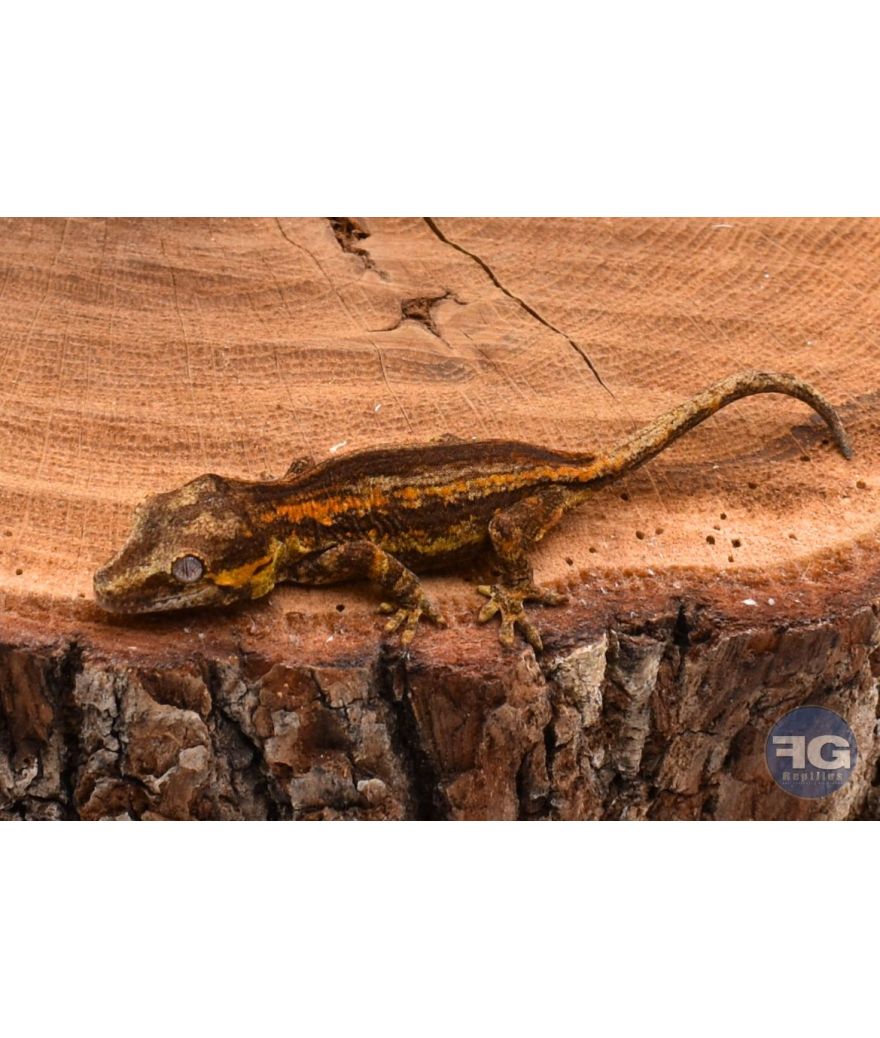 Rhacodactylus auriculatus Orange Stripe non sexé