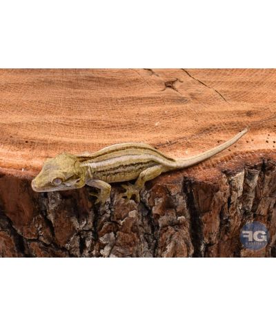 Rhacodactylus auriculatus Black Stripe non sexé