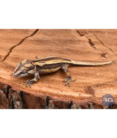 Rhacodactylus auriculatus Orange Stripe non sexé