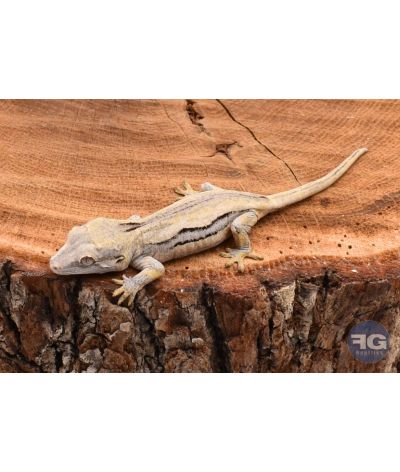 Rhacodactylus auriculatus Black Stripe non sexé