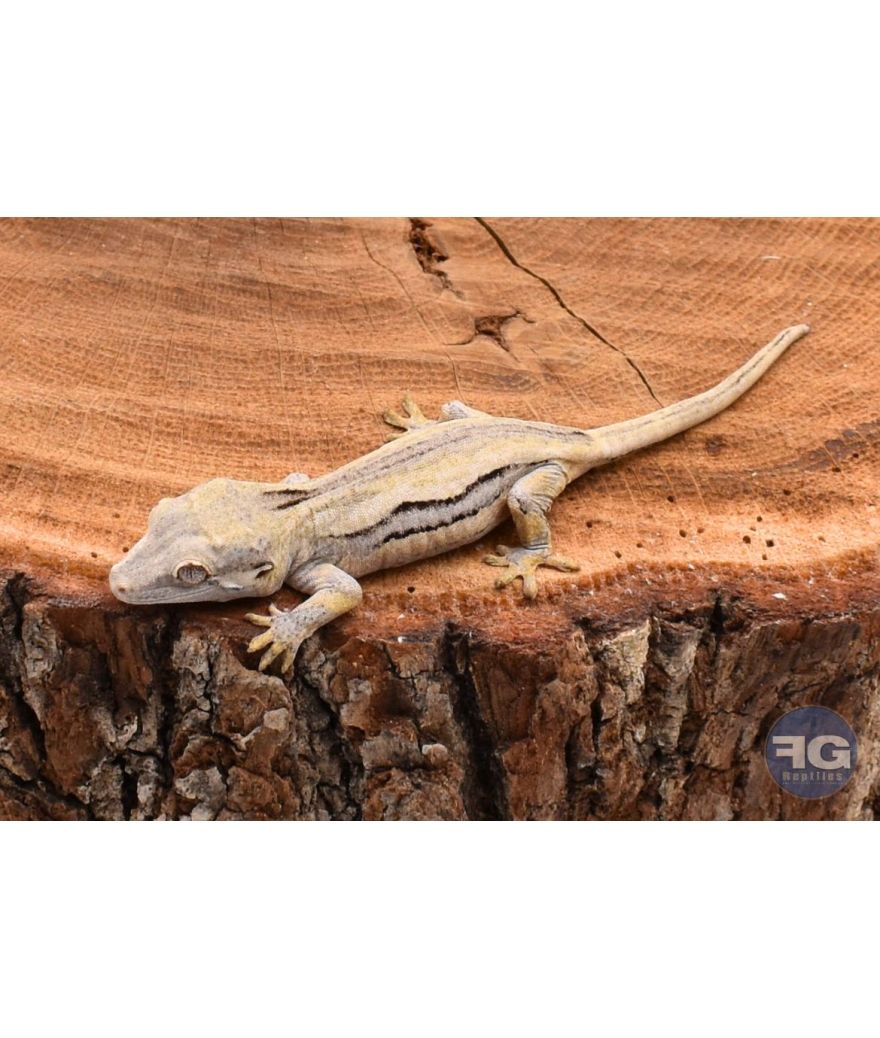 Rhacodactylus auriculatus Black Stripe non sexé