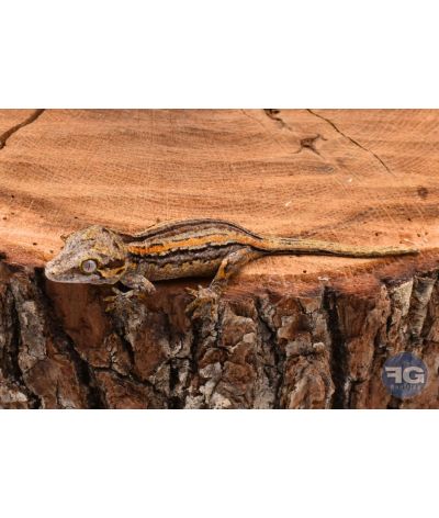 Rhacodactylus auriculatus Orange Stripe non sexé