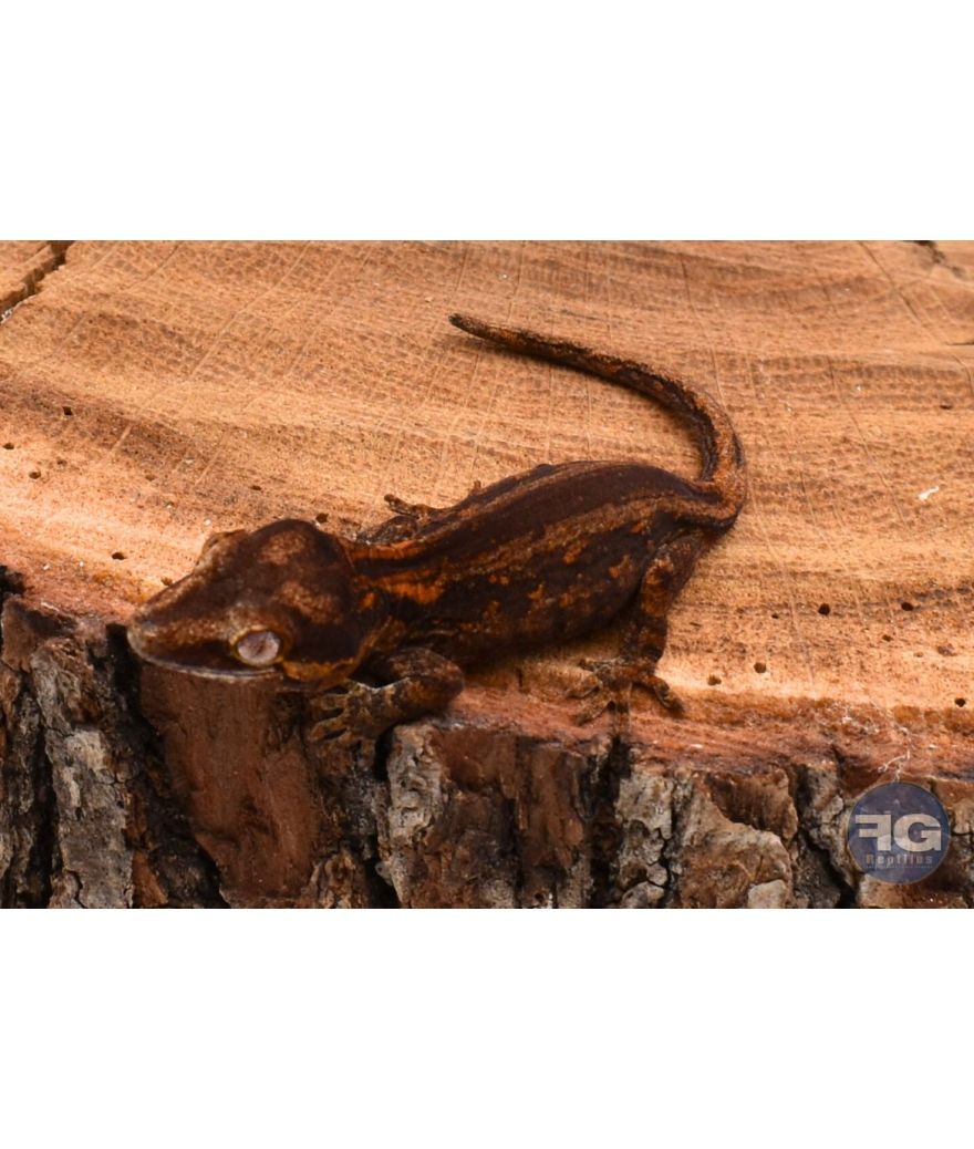 Rhacodactylus auriculatus Red Stripe non sexé