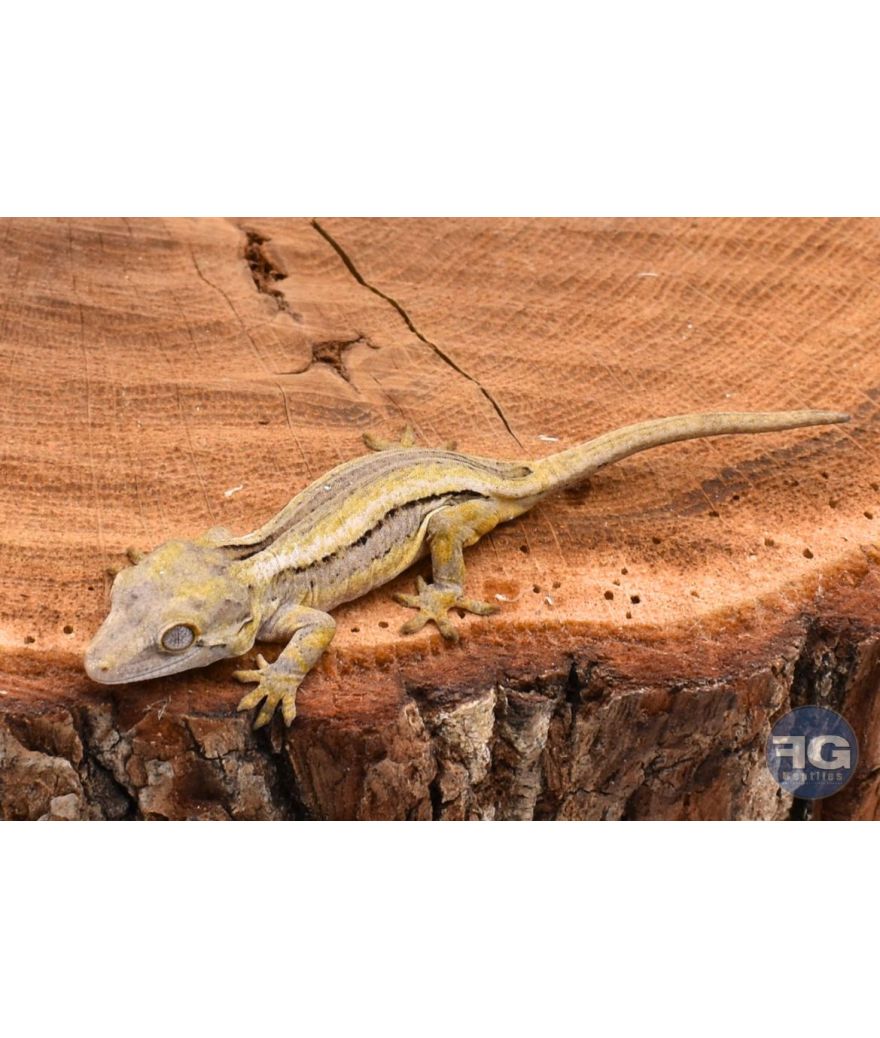 Rhacodactylus auriculatus Black Stripe non sexé