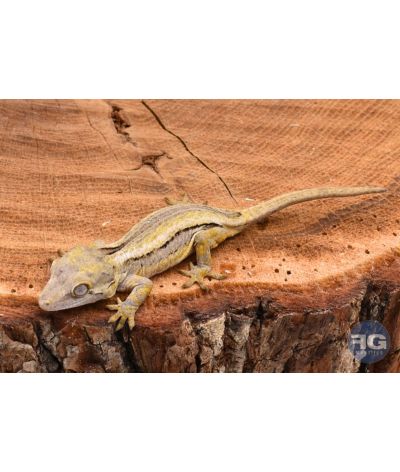 Rhacodactylus auriculatus Black Stripe non sexé