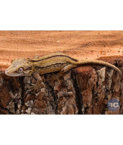 Rhacodactylus auriculatus Black Stripe non sexé