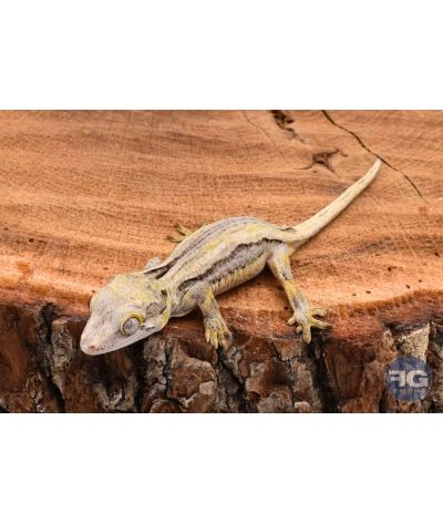 Rhacodactylus auriculatus Black Stripe non sexé