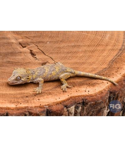 Rhacodactylus auriculatus Réticulé non sexé