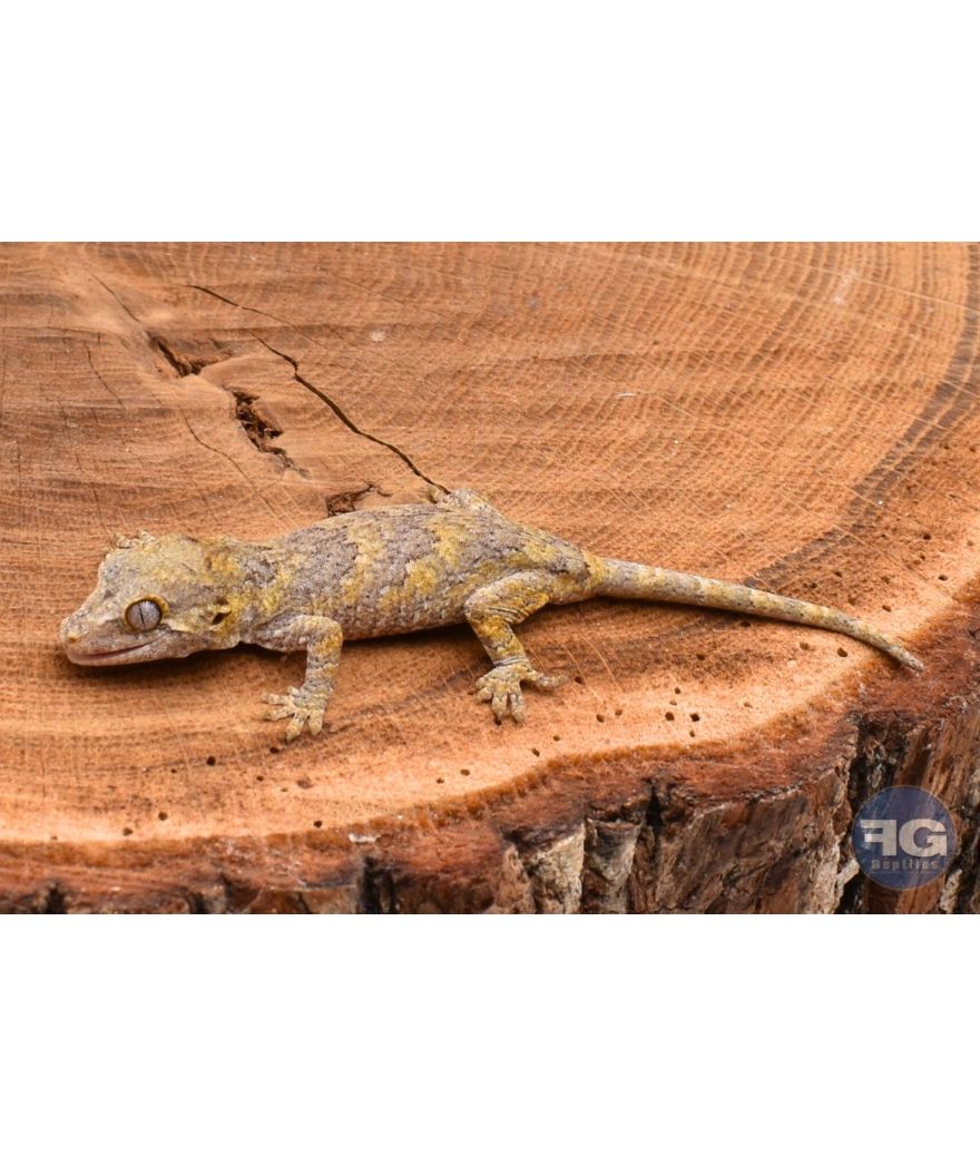 Rhacodactylus auriculatus Réticulé non sexé