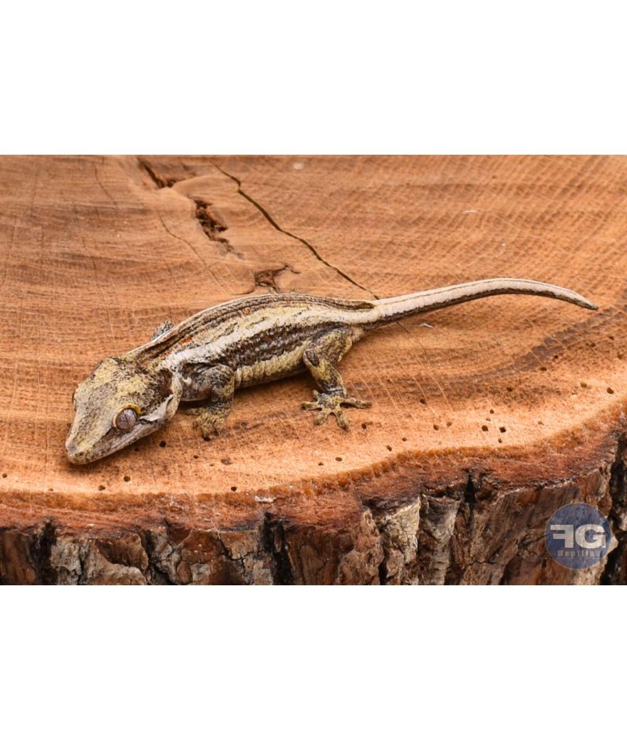 Rhacodactylus auriculatus Black Stripe non sexé