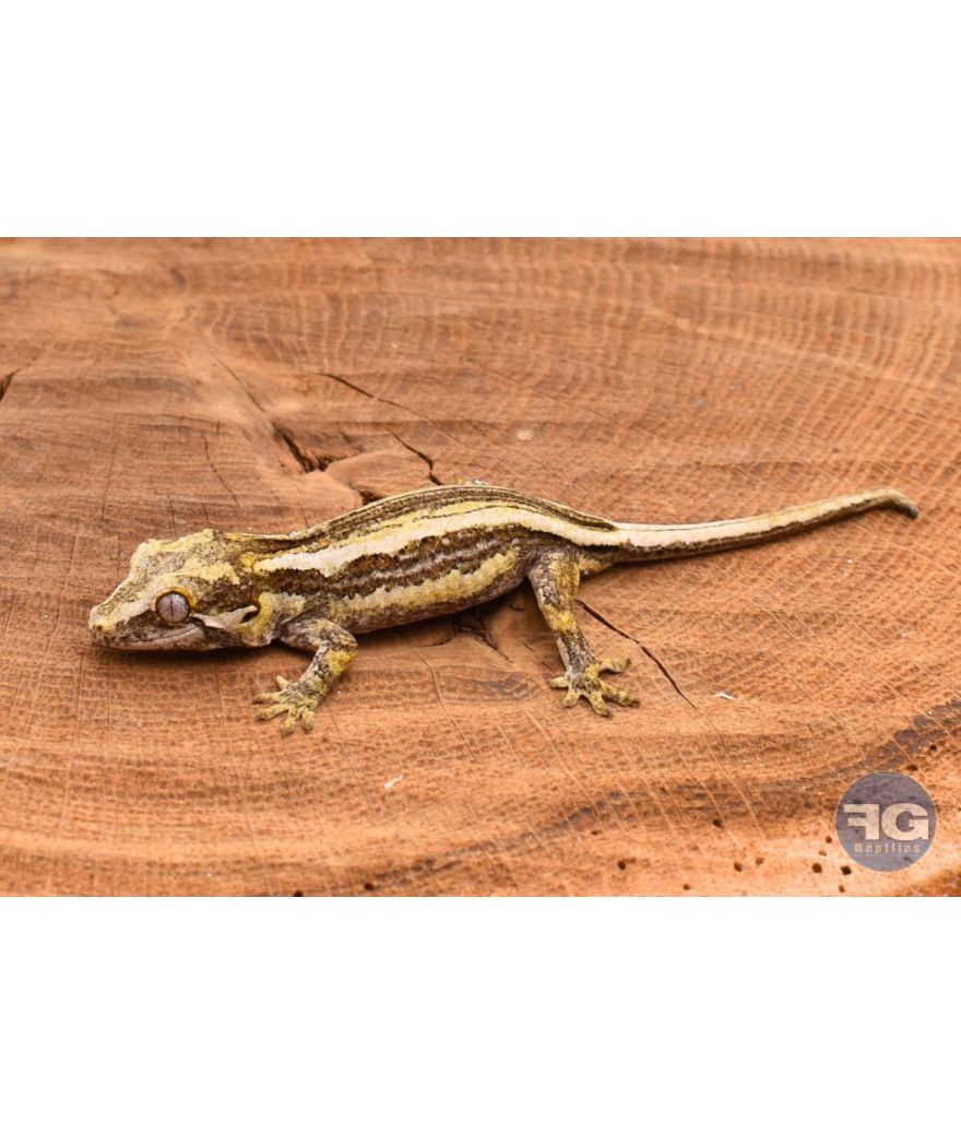 Rhacodactylus auriculatus Black Stripe non sexé