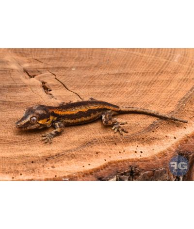 Rhacodactylus auriculatus Orange Stripe non sexé