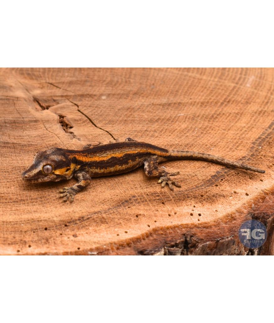 Rhacodactylus auriculatus Orange Stripe non sexé