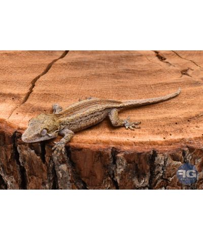 Rhacodactylus auriculatus Orange Stripe non sexé