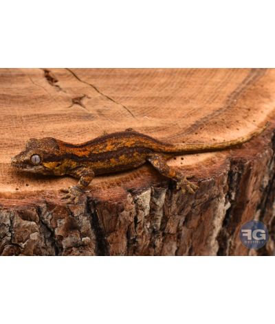 Rhacodactylus auriculatus Orange Stripe non sexé