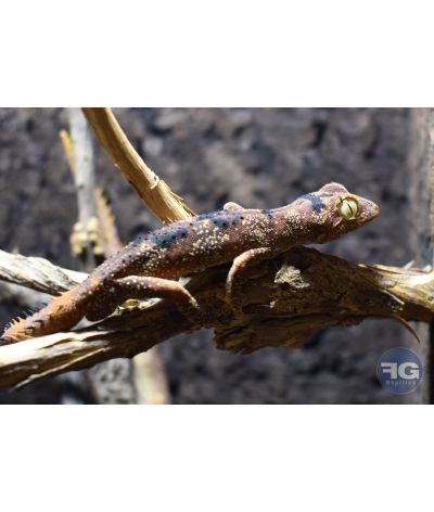 Strophurus ciliaris "Black line"