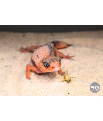 Nephrurus wheeleri cinctus reduce pattern