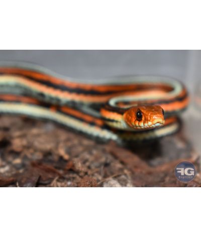 Thamnophis sirtalis tetrataenia