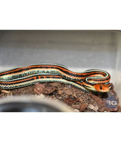 Thamnophis sirtalis tetrataenia